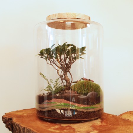 Un petit monde aux couleurs de terre abritant un bonsaï ficus retusa © Petit monde