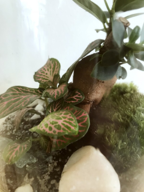 Mini terrarium avec ficus - Petit monde